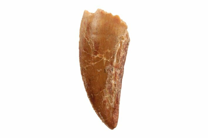 .74" Raptor Tooth - Real Dinosaur Tooth